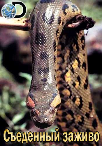 Discovery. Съеденный заживо / Anaconda: Eaten Alive (2014)